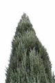 Juniperus scopulorum Blue Arrow-1 Jałowiec skalny